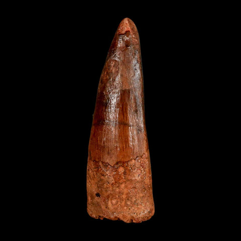 2" Spinosaurus Fossil Tooth 100 Million Years Old Cretaceous Dinosaur COA Stand