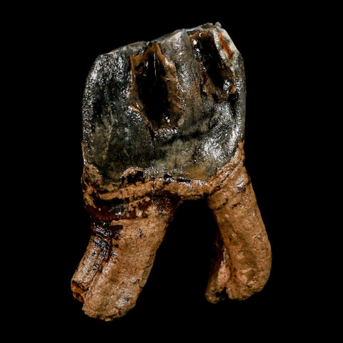 3.8" Woolly Rhinoceros Fossil Rooted Tooth Pleistocene Age Megafauna Russia COA - Fossil Age Minerals