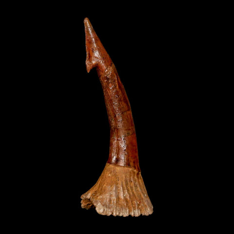 XL 2.8" Sawfish Fossil Tooth Barb Onchopristis Numidus Cretaceous Dinosaur Era COA - Fossil Age Minerals