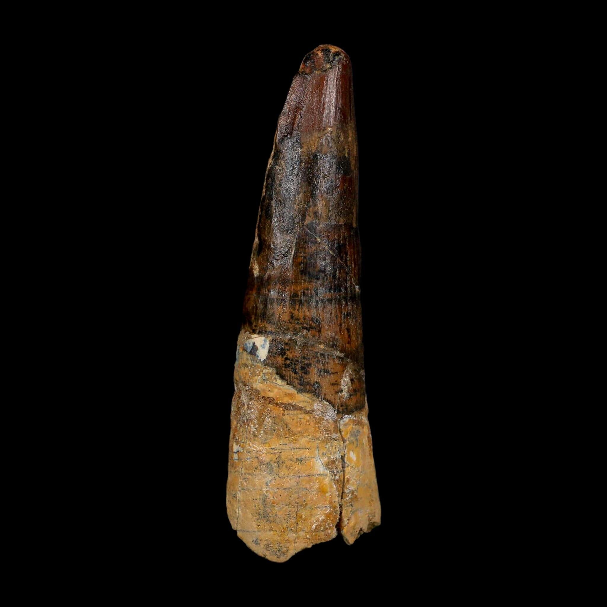 XL 3.7" Spinosaurus Fossil Tooth 100 Million Years Old Cretaceous Dinosaur COA - Fossil Age Minerals