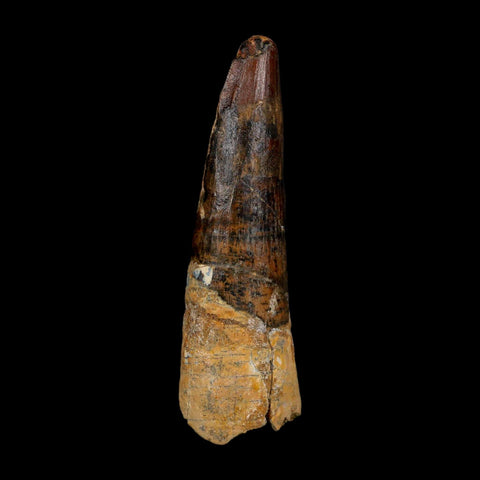 XL 3.7" Spinosaurus Fossil Tooth 100 Million Years Old Cretaceous Dinosaur COA - Fossil Age Minerals