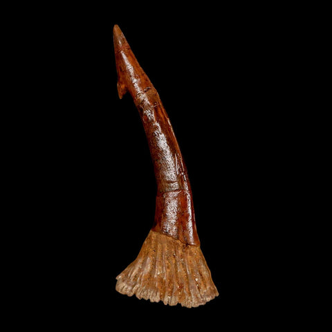 XL 2.8" Sawfish Fossil Tooth Barb Onchopristis Numidus Cretaceous Dinosaur Era COA - Fossil Age Minerals