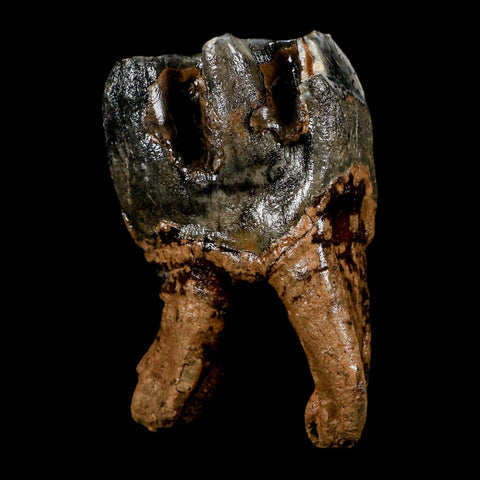 3.8" Woolly Rhinoceros Fossil Rooted Tooth Pleistocene Age Megafauna Russia COA - Fossil Age Minerals