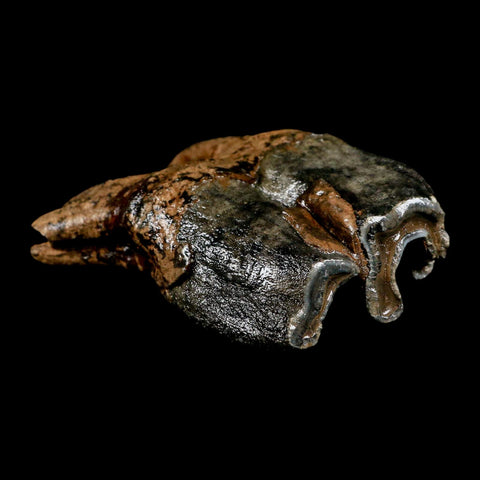 3.8" Woolly Rhinoceros Fossil Rooted Tooth Pleistocene Age Megafauna Russia COA - Fossil Age Minerals