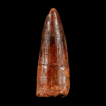 2" Spinosaurus Fossil Tooth 100 Million Years Old Cretaceous Dinosaur COA Stand