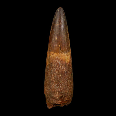 XL 3.8" Spinosaurus Fossil Tooth 100 Million Years Old Cretaceous Dinosaur COA
