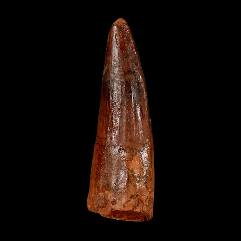2" Spinosaurus Fossil Tooth 100 Million Years Old Cretaceous Dinosaur COA Stand