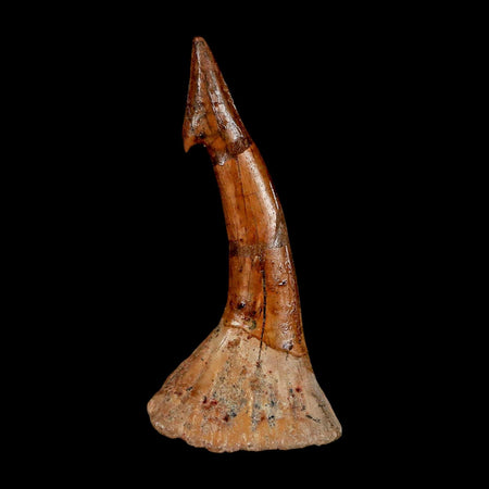 XL 2.6" Sawfish Fossil Tooth Barb Onchopristis Numidus Cretaceous Dinosaur Era COA