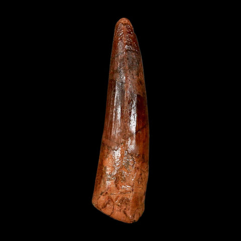 2" Spinosaurus Fossil Tooth 100 Million Years Old Cretaceous Dinosaur COA Stand
