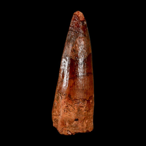 2" Spinosaurus Fossil Tooth 100 Million Years Old Cretaceous Dinosaur COA Stand