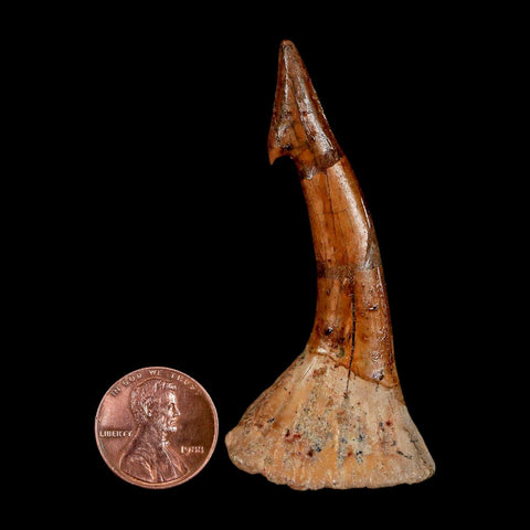 XL 2.6" Sawfish Fossil Tooth Barb Onchopristis Numidus Cretaceous Dinosaur Era COA - Fossil Age Minerals