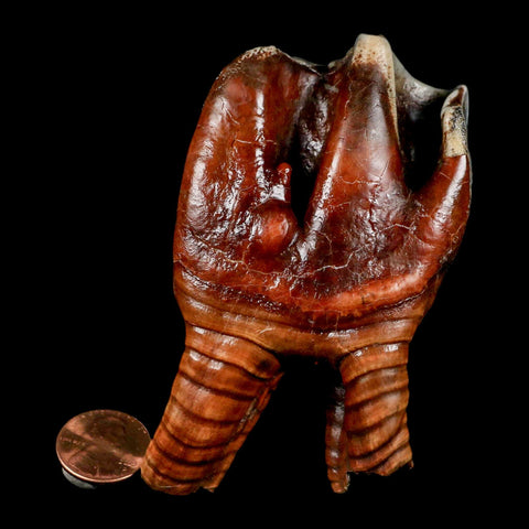 3.5" Woolly Rhinoceros Fossil Rooted Tooth Pleistocene Age Megafauna Russia COA - Fossil Age Minerals