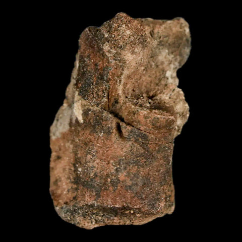 1.4" Lambeosaurus Fossil Limb Bone Judith River FM MT Cretaceous Dinosaur COA - Fossil Age Minerals