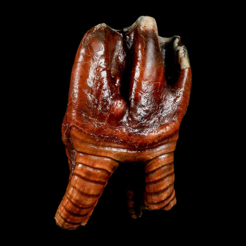 3.5" Woolly Rhinoceros Fossil Rooted Tooth Pleistocene Age Megafauna Russia COA - Fossil Age Minerals