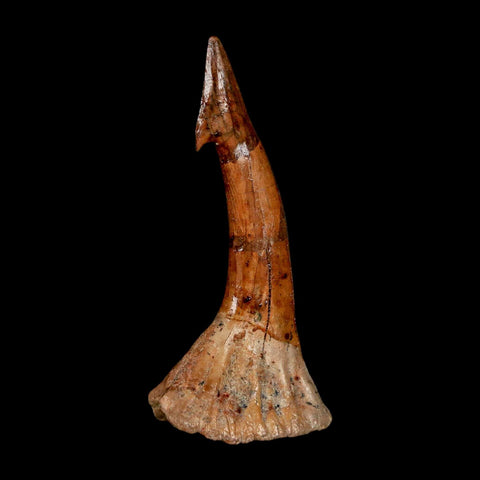 XL 2.6" Sawfish Fossil Tooth Barb Onchopristis Numidus Cretaceous Dinosaur Era COA - Fossil Age Minerals