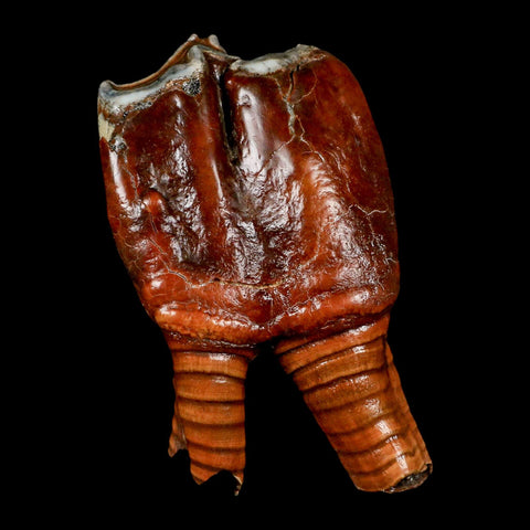 3.5" Woolly Rhinoceros Fossil Rooted Tooth Pleistocene Age Megafauna Russia COA - Fossil Age Minerals
