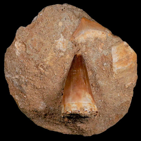 1.6" Mosasaur, Squalicorax Shark Fossil Tooth In Matrix Cretaceous Dinosaur Era COA