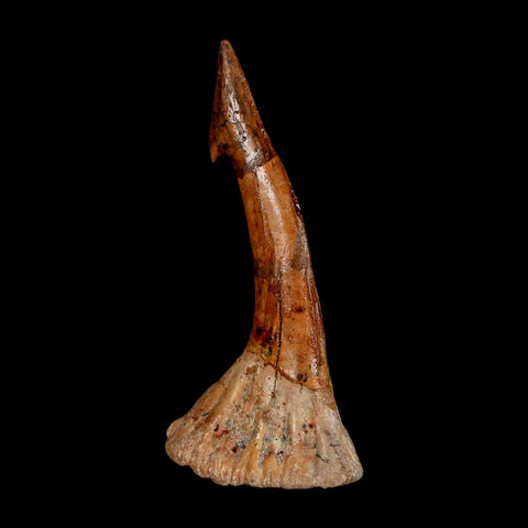 XL 2.6" Sawfish Fossil Tooth Barb Onchopristis Numidus Cretaceous Dinosaur Era COA - Fossil Age Minerals