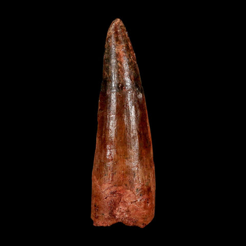 1.9" Spinosaurus Fossil Tooth 100 Million Years Old Cretaceous Dinosaur COA Stand