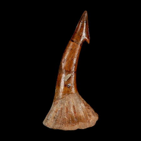 XL 2.6" Sawfish Fossil Tooth Barb Onchopristis Numidus Cretaceous Dinosaur Era COA