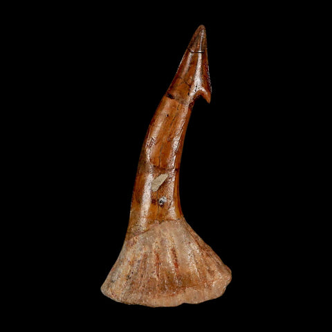 XL 2.6" Sawfish Fossil Tooth Barb Onchopristis Numidus Cretaceous Dinosaur Era COA - Fossil Age Minerals