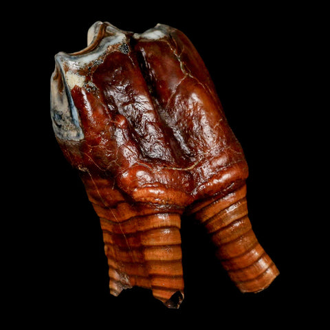3.5" Woolly Rhinoceros Fossil Rooted Tooth Pleistocene Age Megafauna Russia COA - Fossil Age Minerals