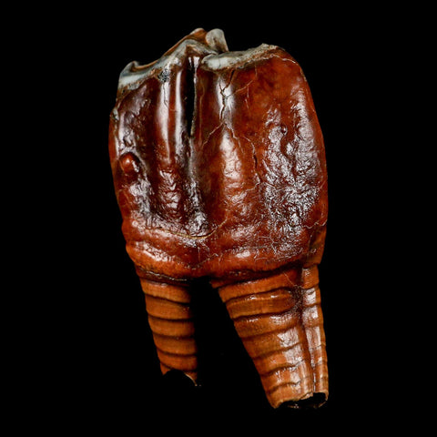 3.5" Woolly Rhinoceros Fossil Rooted Tooth Pleistocene Age Megafauna Russia COA - Fossil Age Minerals