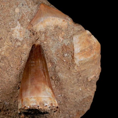 1.6" Mosasaur, Squalicorax Shark Fossil Tooth In Matrix Cretaceous Dinosaur Era COA - Fossil Age Minerals
