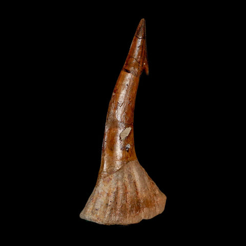 XL 2.6" Sawfish Fossil Tooth Barb Onchopristis Numidus Cretaceous Dinosaur Era COA - Fossil Age Minerals