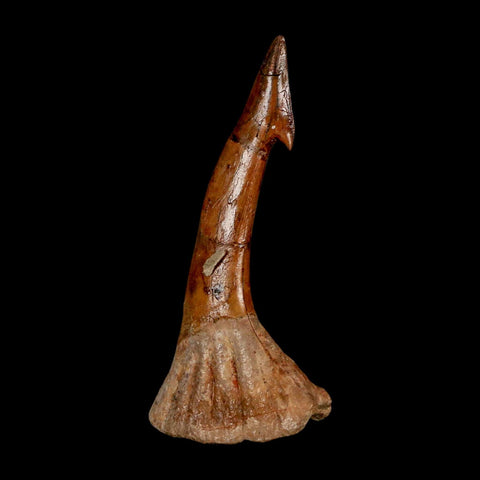 XL 2.6" Sawfish Fossil Tooth Barb Onchopristis Numidus Cretaceous Dinosaur Era COA - Fossil Age Minerals