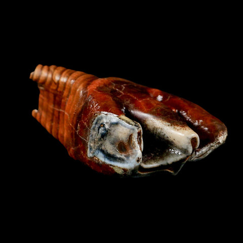 3.5" Woolly Rhinoceros Fossil Rooted Tooth Pleistocene Age Megafauna Russia COA - Fossil Age Minerals