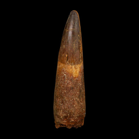 XL 3.8" Spinosaurus Fossil Tooth 100 Million Years Old Cretaceous Dinosaur COA