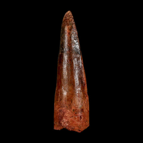 1.9" Spinosaurus Fossil Tooth 100 Million Years Old Cretaceous Dinosaur COA Stand