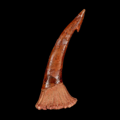XL 2.9" Sawfish Fossil Tooth Barb Onchopristis Numidus Cretaceous Dinosaur Era COA - Fossil Age Minerals