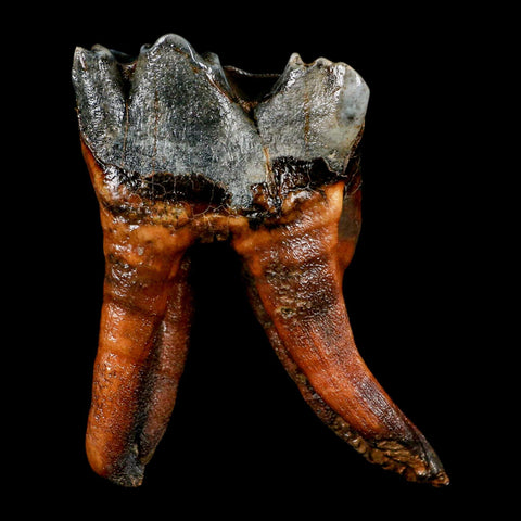 3.4" Woolly Rhinoceros Fossil Rooted Tooth Pleistocene Age Megafauna Russia COA - Fossil Age Minerals