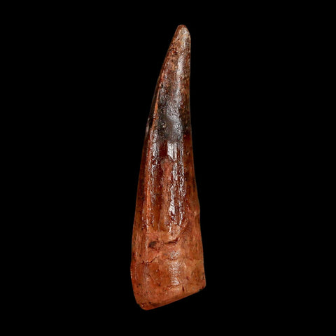 1.9" Spinosaurus Fossil Tooth 100 Million Years Old Cretaceous Dinosaur COA Stand