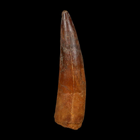 XL 3.4" Spinosaurus Fossil Tooth 100 Million Years Old Cretaceous Dinosaur COA