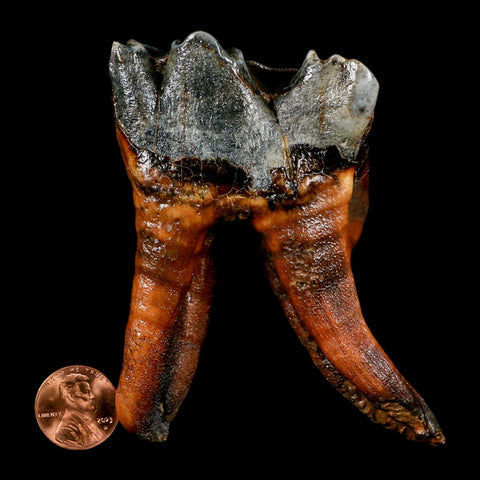 3.4" Woolly Rhinoceros Fossil Rooted Tooth Pleistocene Age Megafauna Russia COA - Fossil Age Minerals