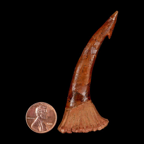XL 2.9" Sawfish Fossil Tooth Barb Onchopristis Numidus Cretaceous Dinosaur Era COA - Fossil Age Minerals