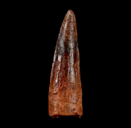 1.9" Spinosaurus Fossil Tooth 100 Million Years Old Cretaceous Dinosaur COA Stand
