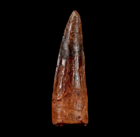 1.9" Spinosaurus Fossil Tooth 100 Million Years Old Cretaceous Dinosaur COA Stand