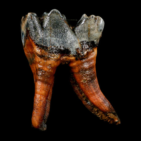 3.4" Woolly Rhinoceros Fossil Rooted Tooth Pleistocene Age Megafauna Russia COA - Fossil Age Minerals