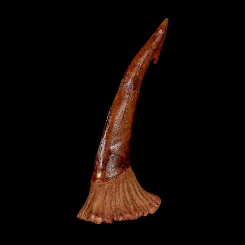 XL 2.9" Sawfish Fossil Tooth Barb Onchopristis Numidus Cretaceous Dinosaur Era COA - Fossil Age Minerals