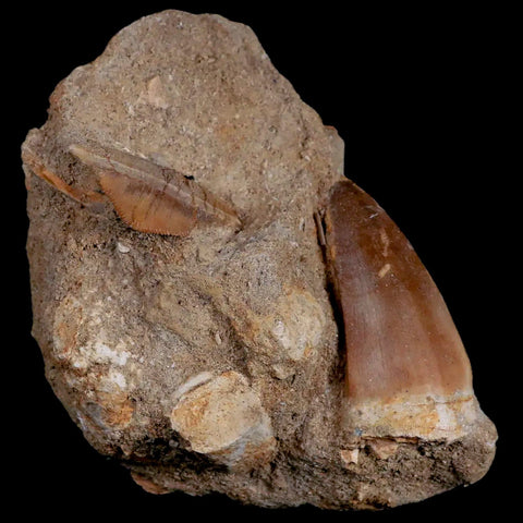 1.7" Tylosaurus Mosasaur, Squalicorax Shark Fossil Tooth In Matrix Dinosaur Era COA - Fossil Age Minerals