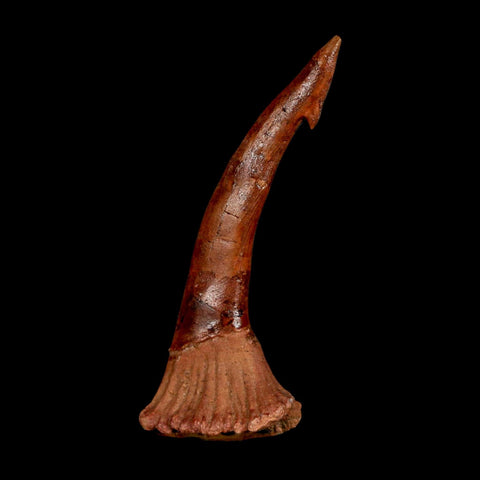 XL 2.9" Sawfish Fossil Tooth Barb Onchopristis Numidus Cretaceous Dinosaur Era COA - Fossil Age Minerals