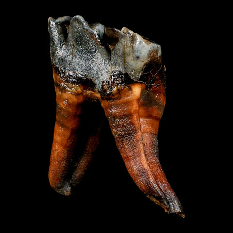 3.4" Woolly Rhinoceros Fossil Rooted Tooth Pleistocene Age Megafauna Russia COA - Fossil Age Minerals