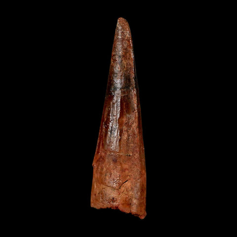 1.9" Spinosaurus Fossil Tooth 100 Million Years Old Cretaceous Dinosaur COA Stand