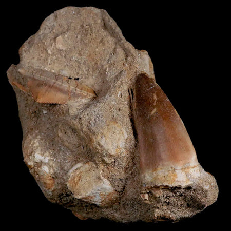 1.7" Tylosaurus Mosasaur, Squalicorax Shark Fossil Tooth In Matrix Dinosaur Era COA