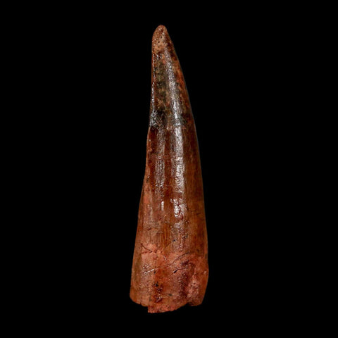 1.9" Spinosaurus Fossil Tooth 100 Million Years Old Cretaceous Dinosaur COA Stand