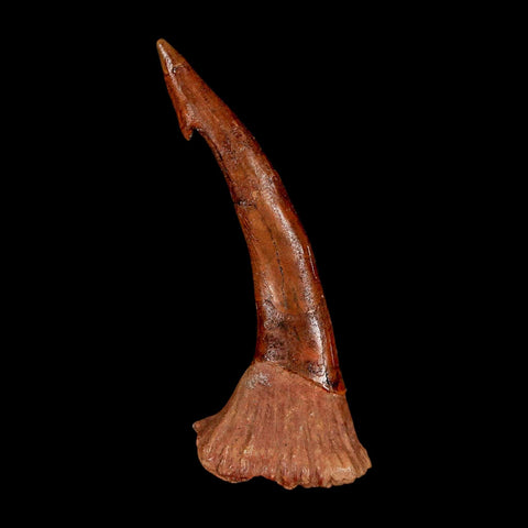 XL 2.9" Sawfish Fossil Tooth Barb Onchopristis Numidus Cretaceous Dinosaur Era COA - Fossil Age Minerals